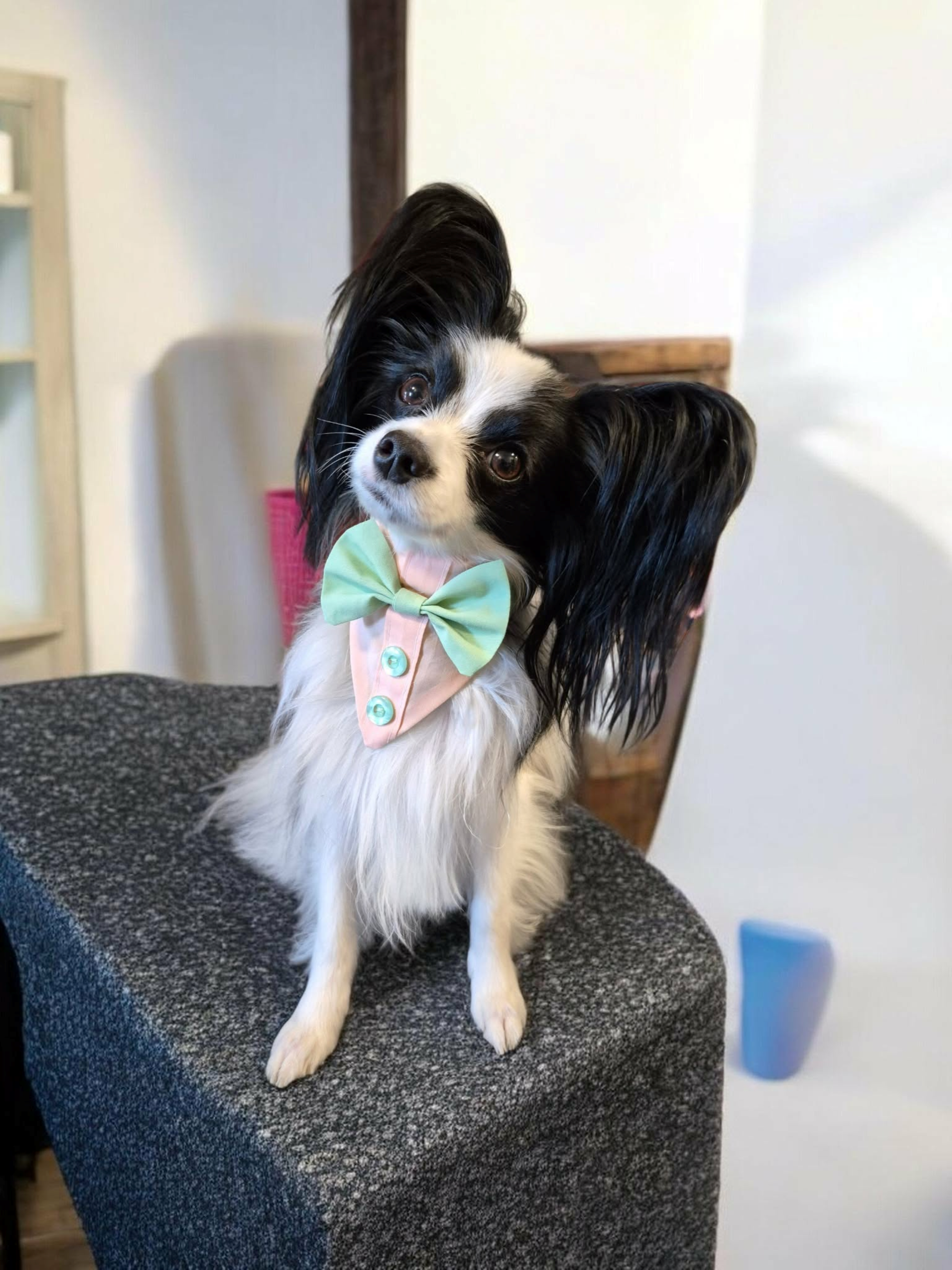Dapper Dog Wedding Bandana Set — Custom Tuxedo Bandana and Matching Collar for Dogs — Made to Order